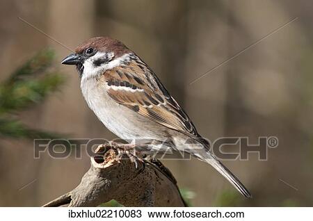 Stock Image - "Tree Sparrow (Passer montanus), Untergroeningen, Baden-Wuerttemberg, Germany, Europe". Fotosearch