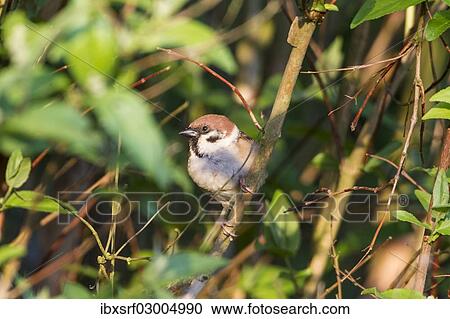 "Tree Sparrow (Passer montanus), Fuldabruck, Fuldabruck, Hesse, Germany, Europe" View Large Photo Image Stock Image - "Tree Sparrow (Passer montanus), Fuldabruck, Fuldabruck, Hesse, Germany, Europe". Fotosearch