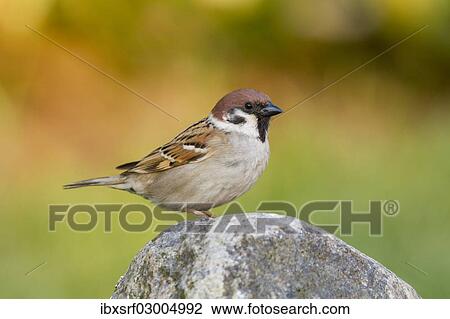 "Tree Sparrow (Passer montanus), Fuldabruck, Fuldabruck, Hesse, Germany, Europe" View Large Photo Image Stock Image - "Tree Sparrow (Passer montanus), Fuldabruck, Fuldabruck, Hesse, Germany, Europe". Fotosearch