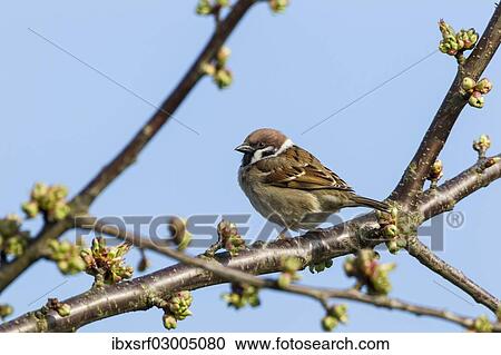 "Tree Sparrow (Passer montanus), Fuldabruck, Fuldabruck, Hesse, Germany, Europe" View Large Photo Image Stock Image - "Tree Sparrow (Passer montanus), Fuldabruck, Fuldabruck, Hesse, Germany, Europe". Fotosearch