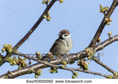 "Tree Sparrow (Passer montanus), Fuldabruck, Fuldabruck, Hesse, Germany, Europe" View Large Photo Image Stock Image - "Tree Sparrow (Passer montanus), Fuldabruck, Fuldabruck, Hesse, Germany, Europe". Fotosearch