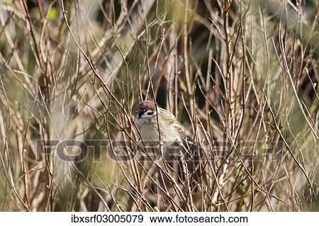 "Tree Sparrow (Passer montanus), Fuldabruck, Fuldabruck, Hesse, Germany, Europe" View Large Photo Image Stock Photo - "Tree Sparrow (Passer montanus), Fuldabruck, Fuldabruck, Hesse, Germany, Europe". Fotosearch