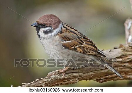 Stock Photograph - "Tree Sparrow (Passer montanus), Untergroningen, Abtsgmuend, Baden-Wurttemberg, Germany, Europe". Fotosearch