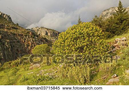 Stock Photography - "Tree Spurge (Euphorbia dendroides) growing in Butterfly Valley or Kelebek Vadisi, Lycian coast, near Faralya, Mugla Province, Aegean region, Turkey, Asia". Fotosearch
