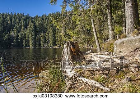 Stock Image - "Tree stump, forest, Mummelsee Lake, Seebach, Nordschwarzwald, Schwarzwald, Baden-Wurttemberg, Germany, Europe". Fotosearch