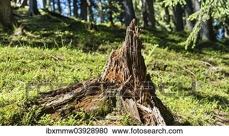 "Tree stump in the forest, mossy forest floor" View Large Photo Image Stock Image - "Tree stump in the forest, mossy forest floor". Fotosearch