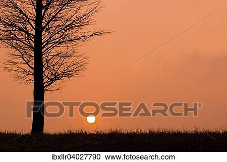 "Tree, sunset" View Large Photo Image Stock Image - "Tree, sunset". Fotosearch
