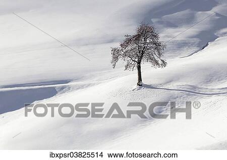 "Tree surrounded by snow, Tyrol, Austria, Europe" View Large Photo Image Picture - "Tree surrounded by snow, Tyrol, Austria, Europe". Fotosearch