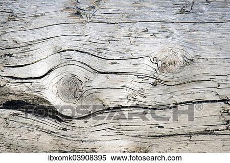 "Tree trunk, driftwood, Denmark, Europe" View Large Photo Image Stock Photography - "Tree trunk, driftwood, Denmark, Europe". Fotosearch