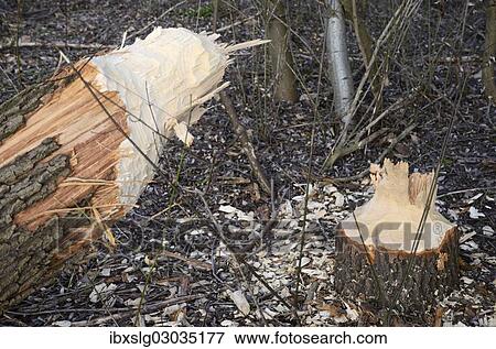 "Tree trunk felled by a beaver in a riverside forest, Innufer Aue, bei Rosenheim, Upper Bavaria, Bavaria, Germany, Europe" View Large Photo Image Stock Photo - "Tree trunk felled by a beaver in a riverside forest, Innufer Aue, bei Rosenheim, Upper Bavaria, Bavaria, Germany, Europe". Fotosearch