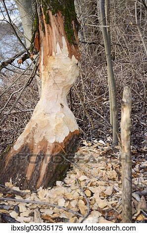 "Tree trunk gnawed by a beaver in a riverside forest, Innufer Aue, bei Rosenheim, Upper Bavaria, Bavaria, Germany, Europe" View Large Photo Image Stock Photography - "Tree trunk gnawed by a beaver in a riverside forest, Innufer Aue, bei Rosenheim, Upper Bavaria, Bavaria, Germany, Europe". Fotosearch