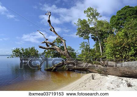 "Tree trunk of a giant rainforest tree on the banks of the Amazon and Rio Solimoes, Mamiraua Sustainable Development Reserve, near Tefe, Amazonas State, Brazil, South America" View Large Photo Image Stock Image - "Tree trunk of a giant rainforest tree on the banks of the Amazon and Rio Solimoes, Mamiraua Sustainable Development Reserve, near Tefe, Amazonas State, Brazil, South America". Fotosearch