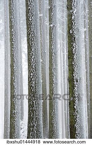 "Tree trunks covered with frost, Lindenberg, Switzerland, Europe" View Large Photo Image Stock Photo - "Tree trunks covered with frost, Lindenberg, Switzerland, Europe". Fotosearch