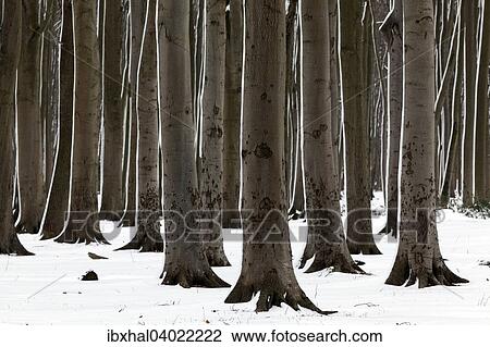 "Tree trunks in the Ghost Forest or Nienhager Holz in Nienhagen, Mecklenburg-Western Pomerania, Germany, Europe" View Large Photo Image Stock Image - "Tree trunks in the Ghost Forest or Nienhager Holz in Nienhagen, Mecklenburg-Western Pomerania, Germany, Europe". Fotosearch