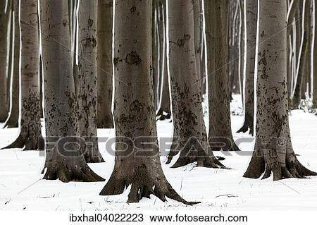 "Tree trunks in the Ghost Forest or Nienhager Holz in Nienhagen, Mecklenburg-Western Pomerania, Germany, Europe" View Large Photo Image Stock Image - "Tree trunks in the Ghost Forest or Nienhager Holz in Nienhagen, Mecklenburg-Western Pomerania, Germany, Europe". Fotosearch