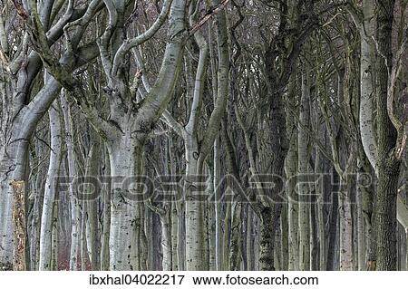 "Tree trunks in the Ghost Forest or Nienhager Holz in Nienhagen, Mecklenburg-Western Pomerania, Germany, Europe" View Large Photo Image Stock Photo - "Tree trunks in the Ghost Forest or Nienhager Holz in Nienhagen, Mecklenburg-Western Pomerania, Germany, Europe". Fotosearch