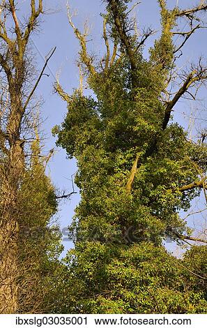 "Tree trunks of White Willow (Salix alba) overgrown with Ivy (Hedera herlix), riverine vegetation, Innufer Aue, bei Rosenheim, Upper Bavaria, Bavaria, Germany, Europe" View Large Photo Image Stock Image - "Tree trunks of White Willow (Salix alba) overgrown with Ivy (Hedera herlix), riverine vegetation, Innufer Aue, bei Rosenheim, Upper Bavaria, Bavaria, Germany, Europe". Fotosearch