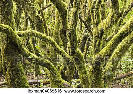 "Tree trunks overgrown with moss in the cloud forest, laurel forest, Garajonay National Park, La Gomera, Canary Islands, Spain, Europe" View Large Photo Image Stock Photograph - "Tree trunks overgrown with moss in the cloud forest, laurel forest, Garajonay National Park, La Gomera, Canary Islands, Spain, Europe". Fotosearch