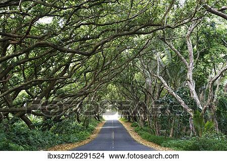 "Tree tunnel along Highway 137, Red Road Highway, Hilo, Big Island of Hawaii, USA" View Large Photo Image Picture - "Tree tunnel along Highway 137, Red Road Highway, Hilo, Big Island of Hawaii, USA". Fotosearch