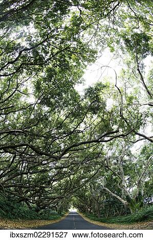 "Tree tunnel along Highway 137, Red Road Highway, Hilo, Big Island of Hawaii, USA" View Large Photo Image Stock Photo - "Tree tunnel along Highway 137, Red Road Highway, Hilo, Big Island of Hawaii, USA". Fotosearch