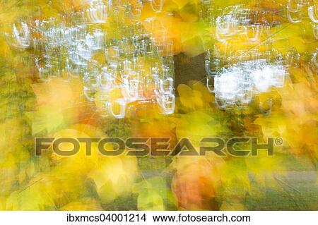 "Tree with autumn leaves, autumn colors" View Large Photo Image Picture - "Tree with autumn leaves, autumn colors". Fotosearch
