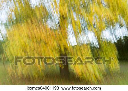 "Tree with autumn leaves, autumn colors" View Large Photo Image Stock Image - "Tree with autumn leaves, autumn colors". Fotosearch