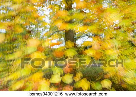 "Tree with autumn leaves, autumn colors" View Large Photo Image Stock Photograph - "Tree with autumn leaves, autumn colors". Fotosearch