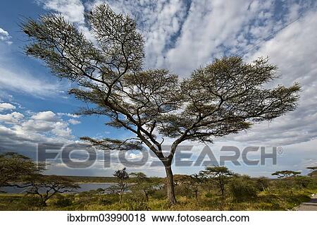 Stock Photo - "Tree with clouds, Lake Masek, Ndutu area, Tanzania, Africa". Fotosearch
