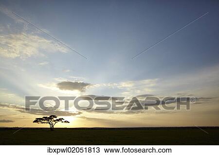 "Tree with the sun as backlighting, Serengeti, Tanzania, Africa" View Large Photo Image Stock Image - "Tree with the sun as backlighting, Serengeti, Tanzania, Africa". Fotosearch