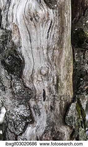 "Tree, wood, tree trunk, Brunnstein, Oberaudorf, Bavaria, Germany, Europe" View Large Photo Image Stock Photograph - "Tree, wood, tree trunk, Brunnstein, Oberaudorf, Bavaria, Germany, Europe". Fotosearch
