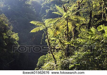 "Treeferns in rainforest of Tapanti National Park, Costa Rica, Central America, North America" View Large Photo Image Stock Photograph - "Treeferns in rainforest of Tapanti National Park, Costa Rica, Central America, North America". Fotosearch