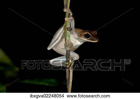 Picture - "Treefrog (Osteocephalus sp. ), Tiputini rain forest, Yasuni National Park, Ecuador, South America". Fotosearch