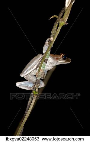 "Treefrog (Osteocephalus sp. ), Tiputini rain forest, Yasuni National Park, Ecuador, South America" View Large Photo Image Stock Image - "Treefrog (Osteocephalus sp. ), Tiputini rain forest, Yasuni National Park, Ecuador, South America". Fotosearch