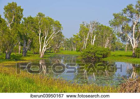 Stock Photo - "Trees along a river, Kakadu National Park, Northern Territory, Australia, Oceania". Fotosearch