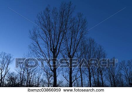 "Trees as silhouettes against a blue evening sky, Ringsheim, Baden-Wurttemberg, Germany, Europe" View Large Photo Image Stock Photo - "Trees as silhouettes against a blue evening sky, Ringsheim, Baden-Wurttemberg, Germany, Europe". Fotosearch