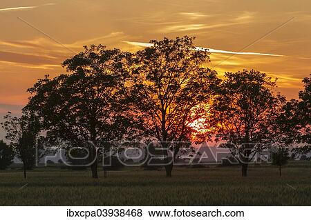 "Trees at sunset, Seewinkel, Burgenland, Austria, Europe" View Large Photo Image Stock Photo - "Trees at sunset, Seewinkel, Burgenland, Austria, Europe". Fotosearch