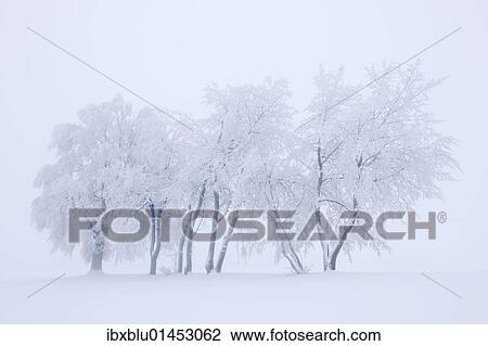 Stock Image - "Trees covered with hoar frost and snow, Swabian Alb, Baden-Wuerttemberg, Germany, Europe". Fotosearch