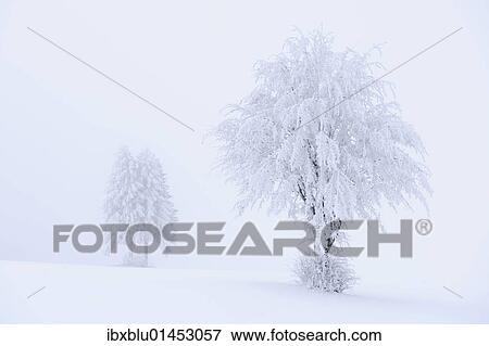 Stock Photo - "Trees covered with hoar frost and snow, Swabian Alb, Baden-Wuerttemberg, Germany, Europe". Fotosearch