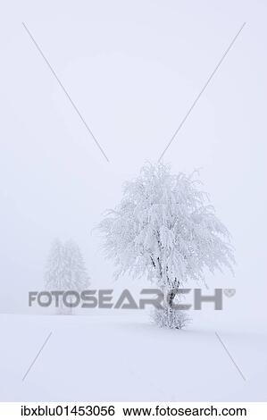 Stock Photograph - "Trees covered with hoar frost and snow, Swabian Alb, Baden-Wuerttemberg, Germany, Europe". Fotosearch