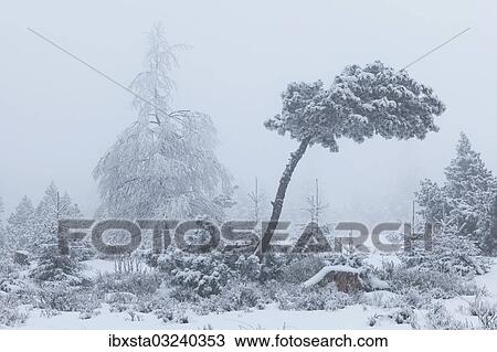 "Trees covered with hoarfrost and snow, Ruhestein, Black Forest, Baden-Wurttemberg, Germany, Europe" View Large Photo Image Stock Image - "Trees covered with hoarfrost and snow, Ruhestein, Black Forest, Baden-Wurttemberg, Germany, Europe". Fotosearch