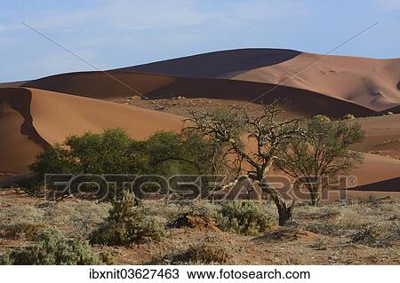 "Trees in a desert landscape, Namib, Hardap Region, Namibia, Africa" View Large Photo Image Stock Image - "Trees in a desert landscape, Namib, Hardap Region, Namibia, Africa". Fotosearch
