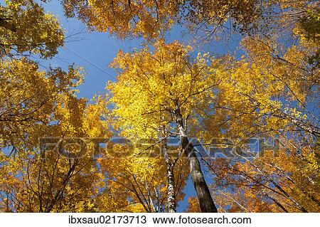 "Trees in a forest, Sugar Maple (Acer saccharum), yellow foliage in autumn, Indian Summer, Mount Van Hoevenberg, Lake Placid, Adirondack Mountains, New York State, USA, North America" View Large Photo Image Stock Image - "Trees in a forest, Sugar Maple (Acer saccharum), yellow foliage in autumn, Indian Summer, Mount Van Hoevenberg, Lake Placid, Adirondack Mountains, New York State, USA, North America". Fotosearch