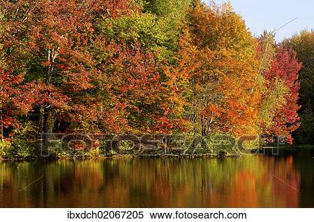 "Trees in autumnal colours reflected in lake, Iron Hill, Quebec, Canada, North America" View Large Photo Image Stock Photography - "Trees in autumnal colours reflected in lake, Iron Hill, Quebec, Canada, North America". Fotosearch