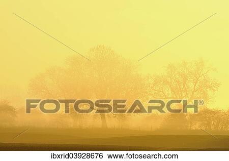 "Trees in fog at sunrise, Rheinberg, Lower Rhine region, North Rhine-Westphalia, Germany, Europe" View Large Photo Image Stock Photograph - "Trees in fog at sunrise, Rheinberg, Lower Rhine region, North Rhine-Westphalia, Germany, Europe". Fotosearch