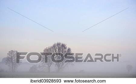 Stock Image - "Trees in the fog, Rheinberg, Lower Rhine region, North Rhine-Westphalia, Germany, Europe". Fotosearch