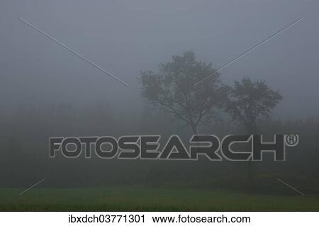 "Trees in the morning fog, Quebec Province, Canada, North America" View Large Photo Image Stock Image - "Trees in the morning fog, Quebec Province, Canada, North America". Fotosearch