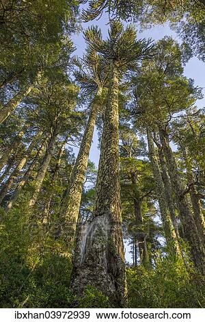 "Trees, Laguna Captren, Conguillio National Park, Melipeuco, Region de la Araucania, Chile, South America" View Large Photo Image Stock Photo - "Trees, Laguna Captren, Conguillio National Park, Melipeuco, Region de la Araucania, Chile, South America". Fotosearch