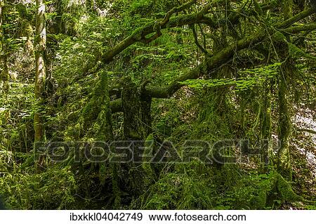 "Trees near the Falltobel waterfall, Niedersonthofen, Oberallgau, Allgau, Bavaria, Germany, Europe" View Large Photo Image Stock Photo - "Trees near the Falltobel waterfall, Niedersonthofen, Oberallgau, Allgau, Bavaria, Germany, Europe". Fotosearch