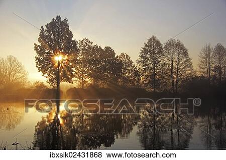 "Trees on a pond at sunrise, early morning in November, Mittelberg, Biberach a. d. Riss, Upper Swabia, Baden-Wuerttemberg, Germany, Europe" View Large Photo Image Stock Photo - "Trees on a pond at sunrise, early morning in November, Mittelberg, Biberach a. d. Riss, Upper Swabia, Baden-Wuerttemberg, Germany, Europe". Fotosearch