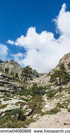 Stock Photograph - "Trees on a rocky hillside in Golo Valley, Corsica, France, Europe". Fotosearch